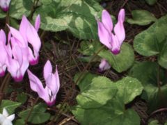 Cyclamen persicum growing wild, Ben-Shemen forest, Israel