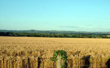 Modern arable agriculture typically uses large fields like this one in Dorset, England.