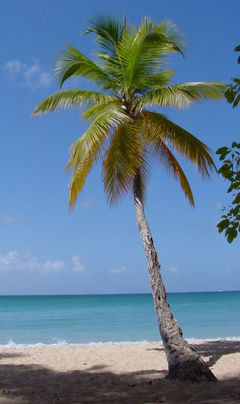 Coconut Palm Cocos nucifera