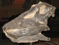 Diplodocus skull