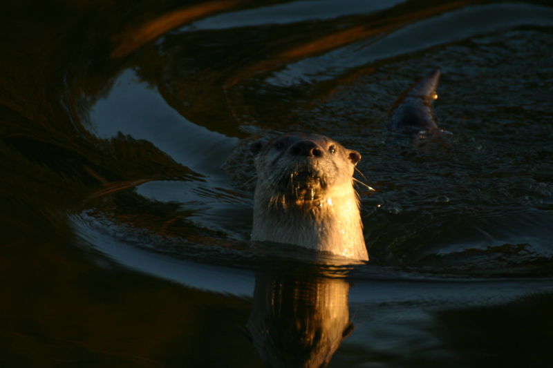 Image:Lontra canadensis.jpg