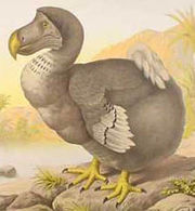 The Dodo, shown here in illustration, is an often-cited example of extinction.