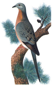 The passenger pigeon, gone since 1914, was hunted to extinction in a few decades.