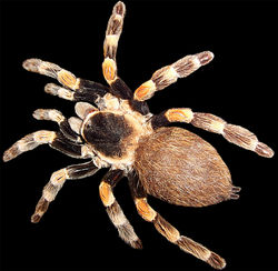 Mexican redknee tarantulaBrachypelma smithi