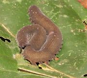 A velvet worm