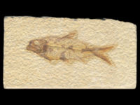 Eocene fossil fish of the genus Knightia