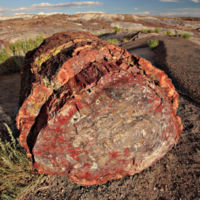 Petrified wood fossil formed through permineralization. The internal structure of the tree and bark are maintained in the permineralization process.