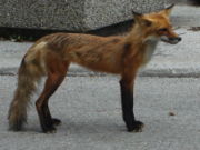 An urban fox in High Park, Toronto. Note how skinny it is.