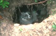 Arctic Fox (summer coat)