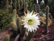 Echinopsis spachiana in flower