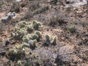  Prickly Pear is among the most common cacti found in North America.