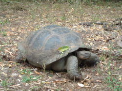 Galápagos Tortoise