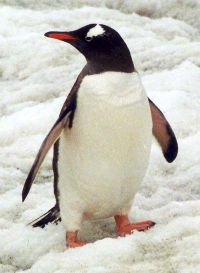 Gentoo on Petermann Island