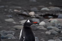 Penguin at polish Arctowski base