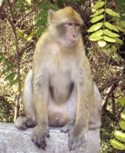 A Gibraltar 'Ape'