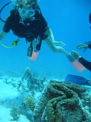 A scuba diver looking at a giant clam on the Great Barrier Reef