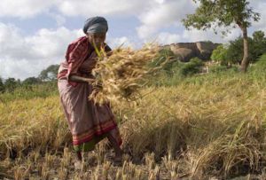 Crops have been harvested by hand throughout most of human history.