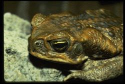 A Guam toad.