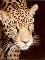 Guyanese jungles are home to the jaguar and other species of wildlife