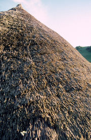 An Iron Age thatched roof, Butser Farm, Hampshire, United Kingdom