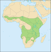 Distribution map of lions in Africa