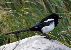 European Magpie