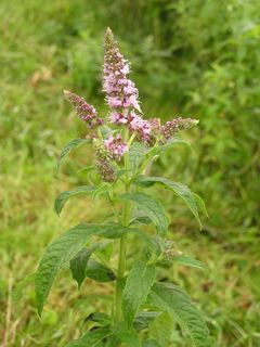 Mentha longifolia