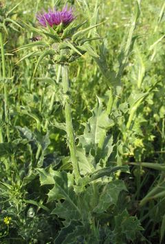 Silybum marianum