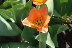 One of many tulips found along the side of Dow's Lake during the Tulip Festival (Ottawa).