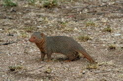 Dwarf Mongoose (Helogale parvula) in the Serengeti National Park