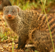 Banded Mongoose, Mungos mungo