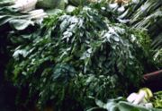 Moringa leaves in a market in Baguio, Philippines