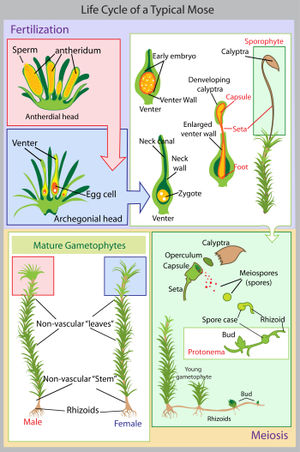 Life cycle of a typical moss (Polytrichum commune)