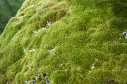 Moss on a rock