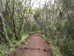 Forest along the Marangu climbing route.