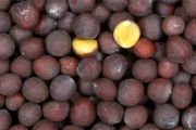 Black Mustard seeds close-up