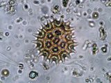 Phylum Pediastrumboryanum. Plankton have been part of nature on the Earth for at least the past 2 billion years.