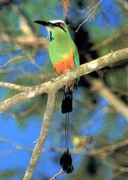 Guardabarranco (Turquoise-browed Motmot): the national bird