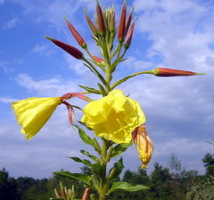 Oenothera erythrosepala